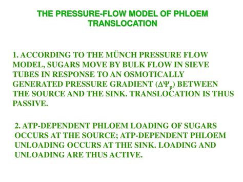 Ppt Phloem Translocation Powerpoint Presentation Free Download Id