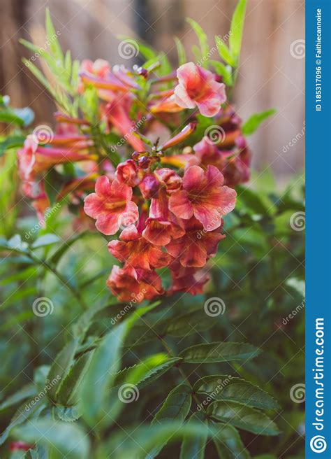 Tacoma Plant With Red Flowers Outdoor In Sunny Backyard Stock Photo