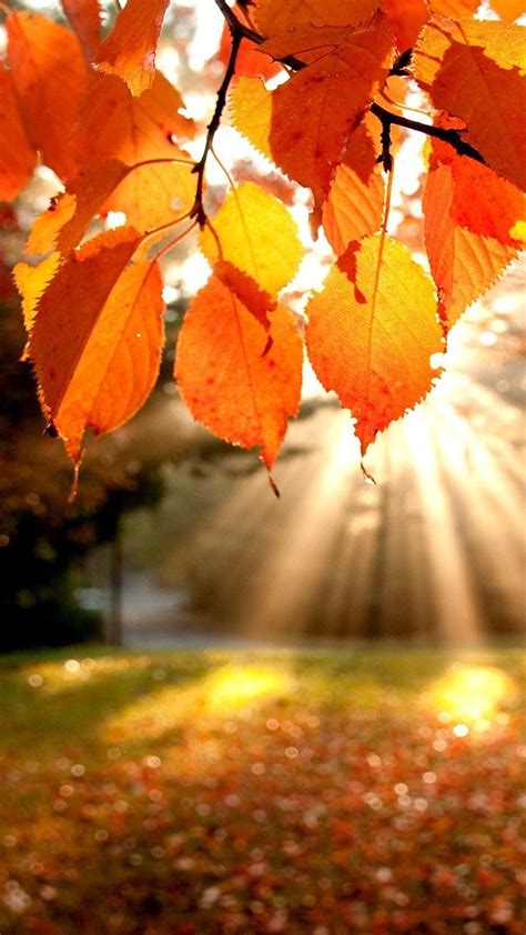 Sunshine From Leaves Autumun Iphone Wallpaper Fall Wallpaper Autumn