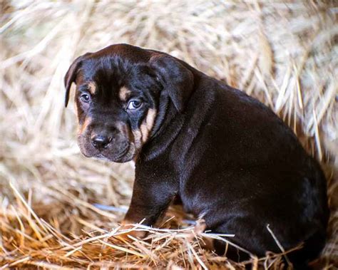 Fennel the Pit Bull, Rottweiler Mix Puppy