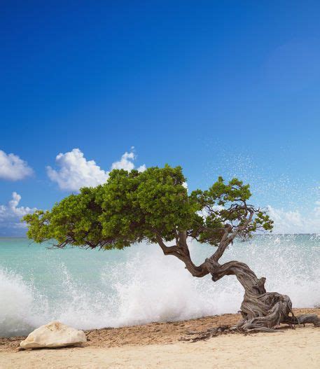 Divi Divi Tree Eagle Beach Aruba Caribbean Unique Trees Weird