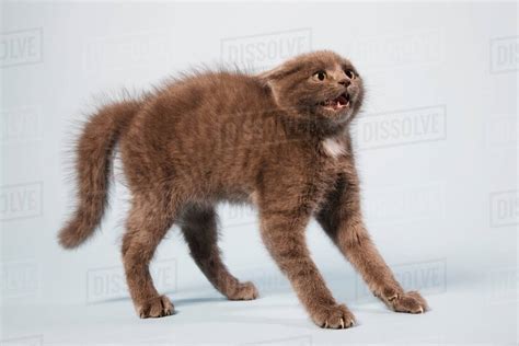 Scared Cat With Arched Back Stock Photo Dissolve