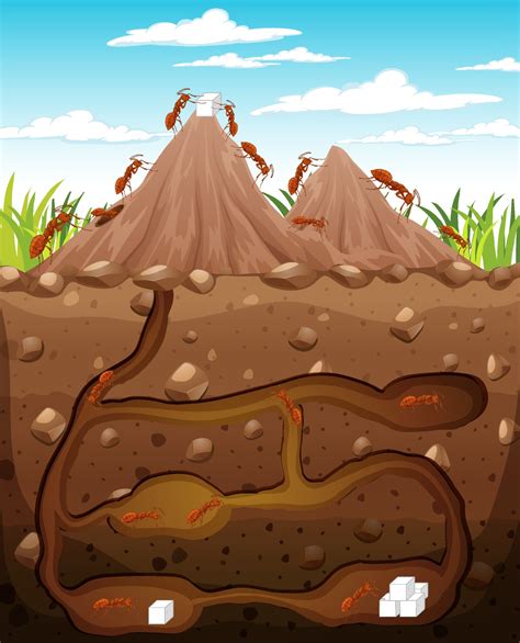 Ant Tunnel Vector Art Icons And Graphics For Free Download