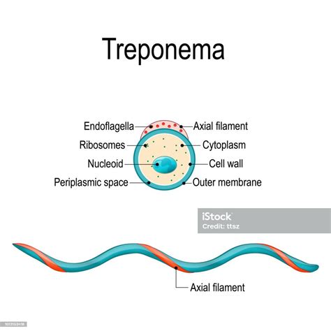 Structure Of Treponema Stock Illustration Download Image Now