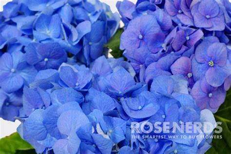 Wholesale Shocking Blue Hydrangea - 30 stems or more | Blue hydrangea, Shocking blue, Hydrangea