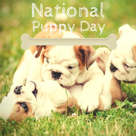 Puppy day, also known as national puppy day in the u.s., is a holiday that not only celebrates the offspring of mankind's best friends but also urges people to adopt puppies on this day. It's National Puppy Day, a holiday to celebrate puppies ...