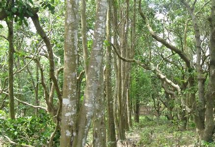 Domestik dan menghasilkan efluen yang dapat memenuhi persyaratan baku mutu air yang layak. Harga Pohon Gaharu Super King Terupdate