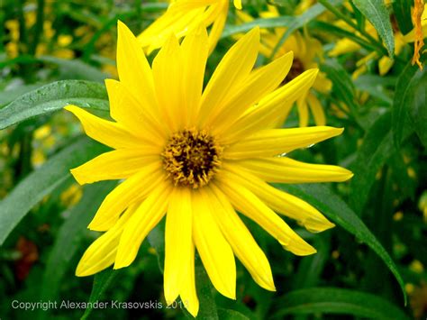 Aggregata Plants And Gardens Group Planting Of Tall Herbaceous Perennial