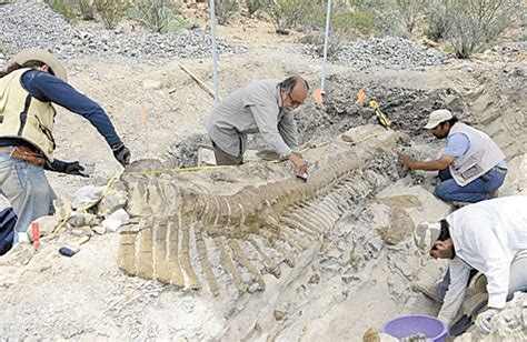 Paleontólogos Estudam Fósseis E Esqueletos