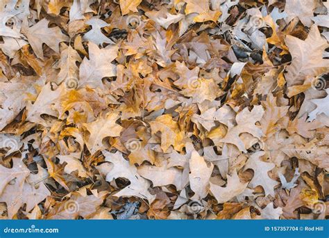 Autumn Leaves Drying In The Spring Sun Stock Photo Image Of Park