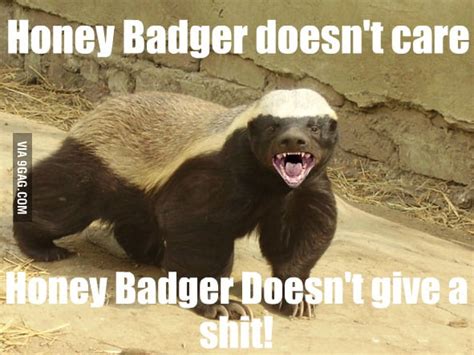 Honey Badger Dont Care 9gag