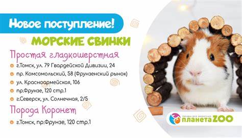 Морские свинки диета Морские свинки. 10 интересных фактов Морские свинки. 10 интересных фактов Морские свинки диета