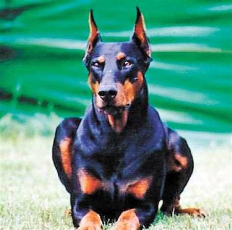 Fotos Estas Son Las 12 Razas De Perros Peligrosos Que Se Quiere