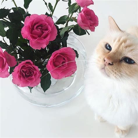 Australia's best range of eco friendly, natural cleaning products that are plastic free, palm oil free and toxin free. Cat Friendly Flowers! | Cat friendly flowers, Avas flowers ...