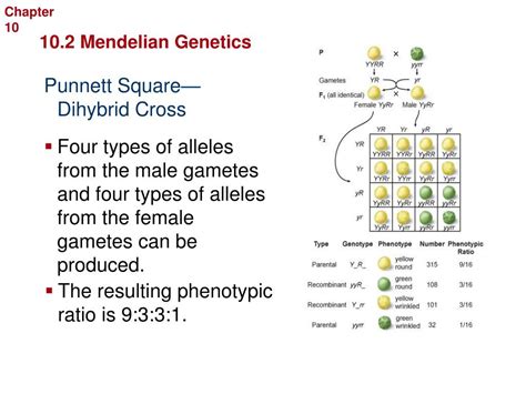 You can also use the larger, dihybrid cross punnett square calculator. PPT - Mendelian Genetics PowerPoint Presentation, free ...