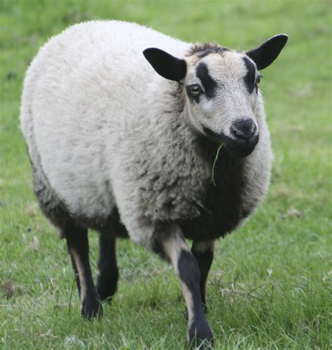 Sheep Free Stock Photo Public Domain Pictures