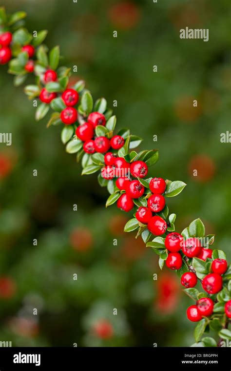 Evergreen Cotoneaster Hi Res Stock Photography And Images Alamy