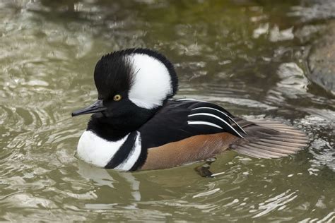 Hooded Merganser Identification And Behaviors Know Your Chickens