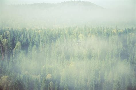 Fog Covered With Thick Coniferous Forest Stock Photo Image Of Nature
