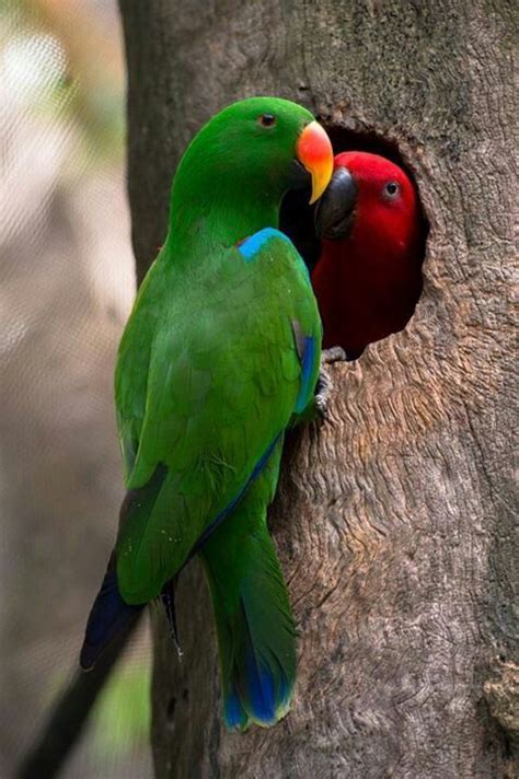 Pet Birds Parrot Beautiful Birds