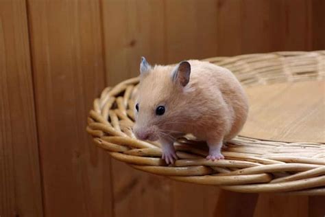 What Happens When A Hamster Falls How To Prevent