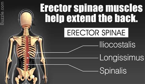 Function And Anatomy Of Erector Spinae Muscles Muscle Muscle Groups