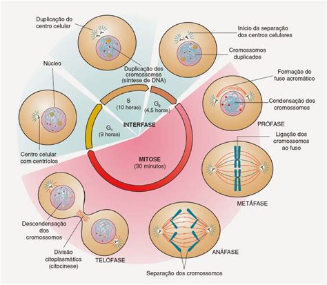 Biolog A Ciclo Celular