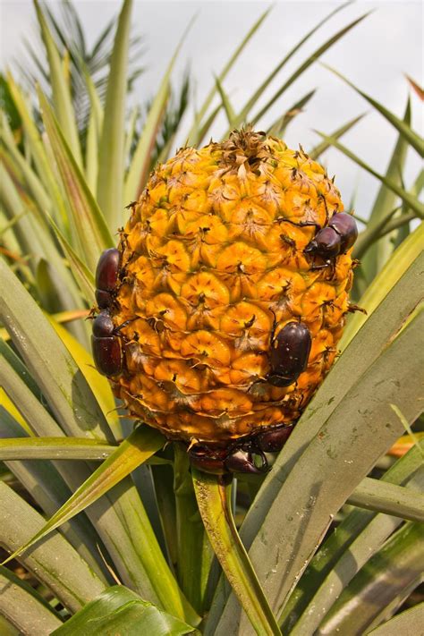 Pineapple Plant Diseases And Pests How To Treat Issues