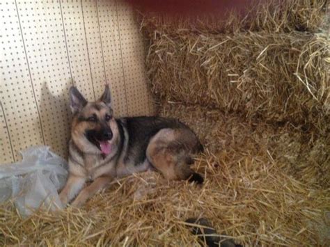 We sell gsd puppies to other states, too. Cute AKC Registered German Shepherd Puppies for Sale in ...