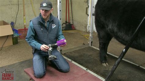 Because conditioners can make fine hair look limp, they only should be used on the tips of the hair and not on the scalp or length of the hair. Beef Cattle Daily Hair Care Tips from Nasco & CD Show ...