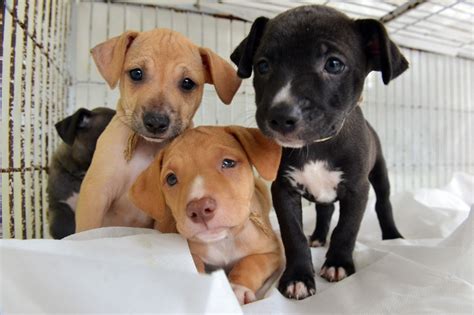Canil Municipal disponibiliza cães para adoção em Franca Estilo AP
