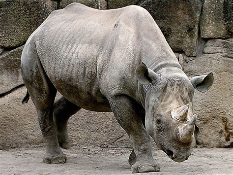 Free for commercial use no attribution required high quality images. Black Rhinoceros-Endangered animals list-Our endangered animals | KONICA MINOLTA