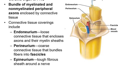 Chapter 13g Pns Nerve Structure And Classification Youtube