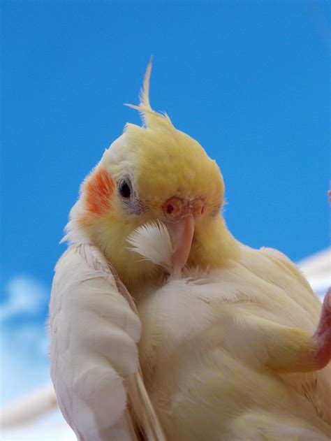 Calopsita Cockatiel Autora Da Foto Luma Grizone P Ssaros Fofos Bichinhos Bonitinhos