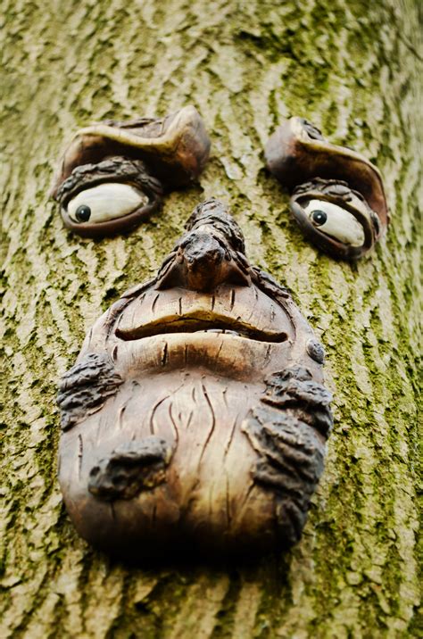 Face On The Tree Free Stock Photo Public Domain Pictures