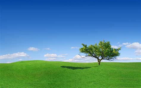 Green Grass Field And Green Leaf Tree Under Clear Blue Sky Hd Wallpaper Wallpaper Flare