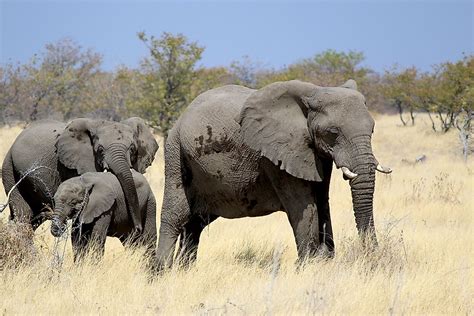 Tiere Der Kalahari Wüste Worldatlas