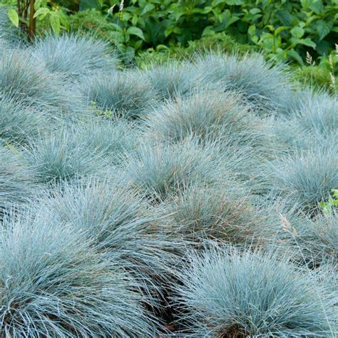 26 Types Of Tall And Dwarf Ornamental Grasses With Pictures