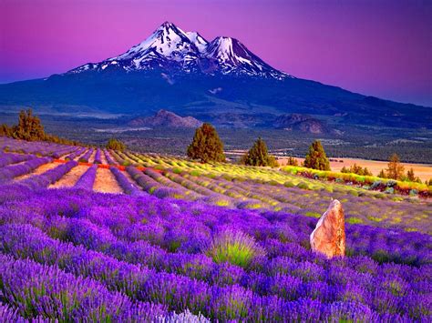 Lavender Field In The Foot Of The Mountain Hd Desktop Wallpaper