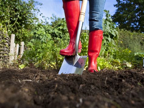 Can you use cow manure in a vegetable garden. When To Apply Cow Manure To Vegetable Garden - arabic-blog