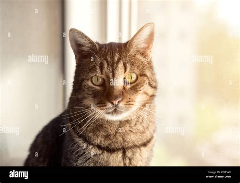 Young Beautiful Tabby Cat At Home On A Window Stock Photo Alamy