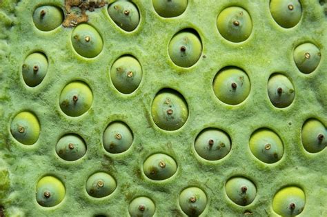 What Is Trypophobia Causes Symptoms And Treatment