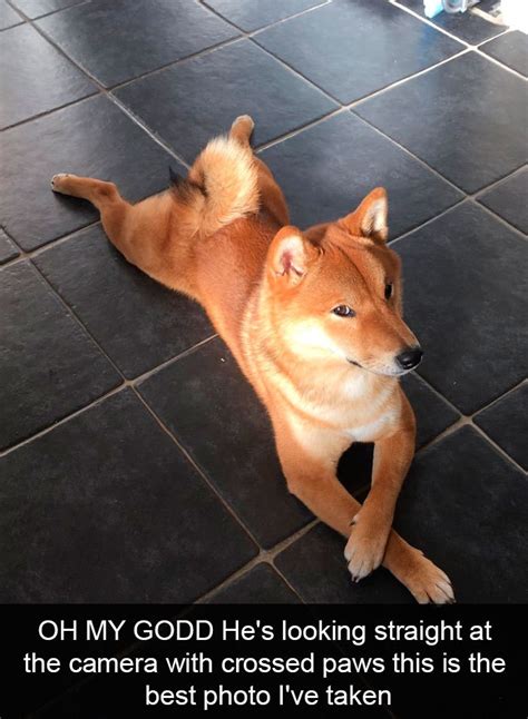 30 Hilarious Dog Snapchats That Will Make Your Day
