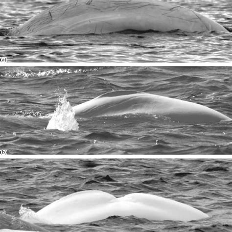 Pdf Skin Defects In The Beluga Whale Delphinapterus Leucas Pallas