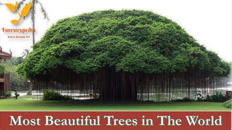 The 14 Most Beautiful Trees In The World Forestrypedia