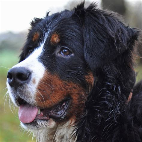 59 Bernese Mountain Dog Picture Photo Bleumoonproductions