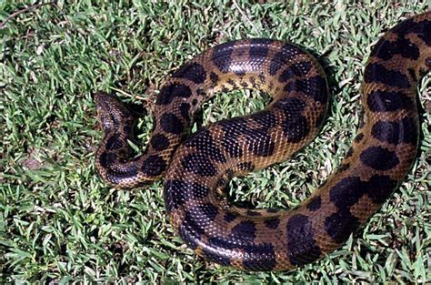 The Beauty Of Anaconda Snake