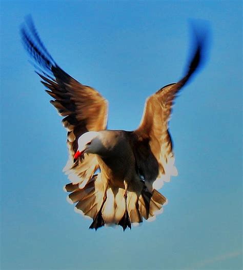 Gull Wing Photograph By John King I I I Fine Art America