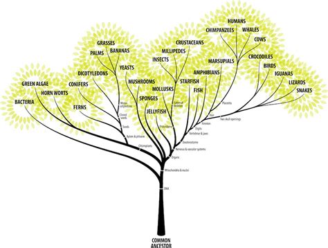 How To Grow An Evolutionary Tree