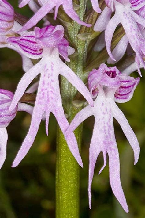 Potseed Orchis Italica Naked Man Orchid Italian Orchid Seeds 51020